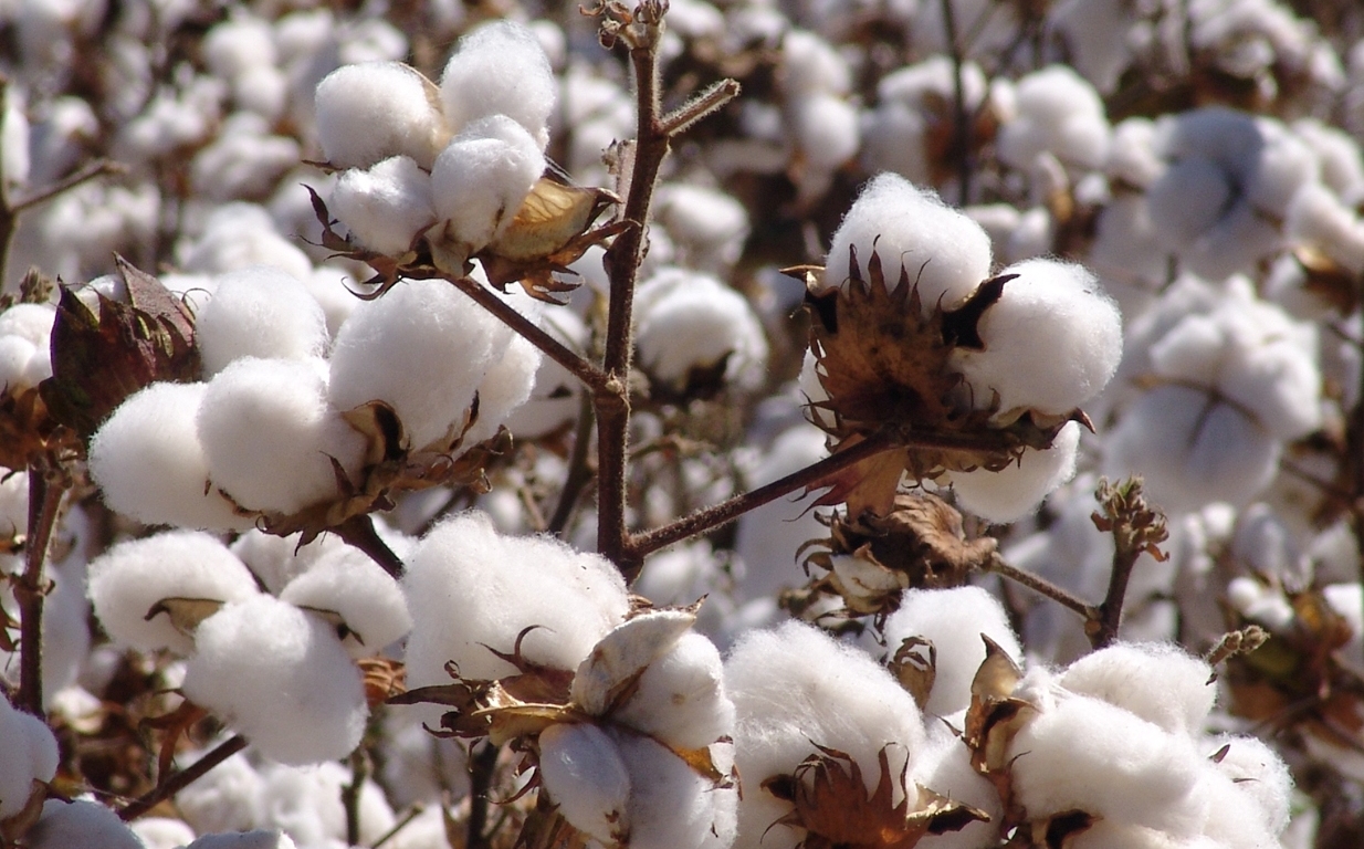 Resultado de imagem para plantação de algodão